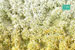 SHORT SPRING BLOSSOM TUFT 'SILFLORETTES